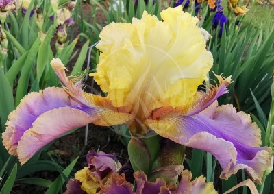 Doodads IMG_20200527_194106 upr